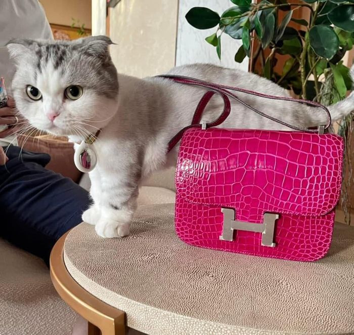 Cũng như Lệ Quyên, Hoa hậu Thu Hoài chẳng ngại cho mèo cưng đeo mẫu túi hàng hiệu xa xỉ bậc nhất thế giới. Ảnh: FB Hoài Thị Thu Nguyễn