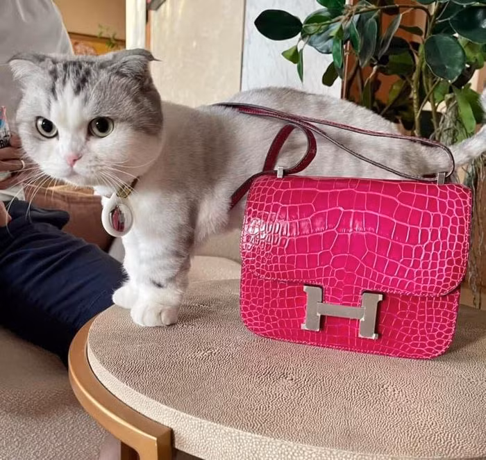 Cũng như Lệ Quyên, Hoa hậu Thu Hoài chẳng ngại cho mèo cưng đeo mẫu túi hàng hiệu xa xỉ bậc nhất thế giới. Ảnh: FB Hoài Thị Thu Nguyễn