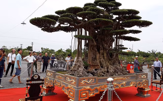 Đặc biệt, cây cảnh cũng được dát vàng lộng lẫy. Ảnh: Báo dân sinh