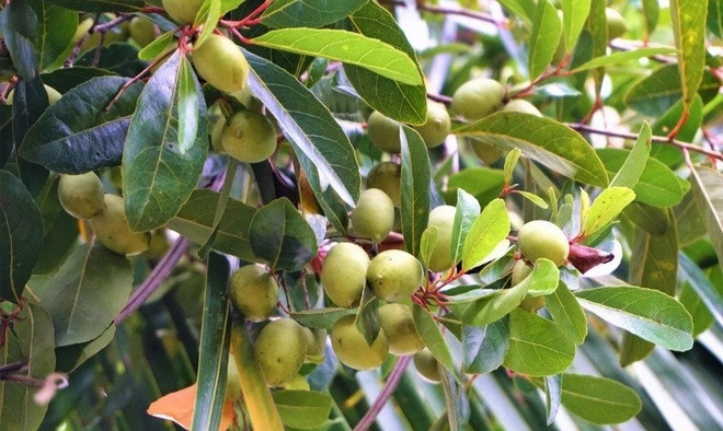 Xưa cho không, giờ 3 loại cây thành đặc sản có tiền chưa chắc mua được Xua cho khong, gio 3 loai cay thanh dac san co tien chua chac mua duoc