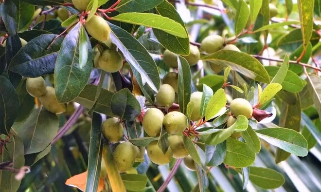 Trước đây, cây cà na vốn là loài cây mọc dại tự nhiên, sống ở vùng đất trũng ven kênh, rạch...Ảnh: Dân trí