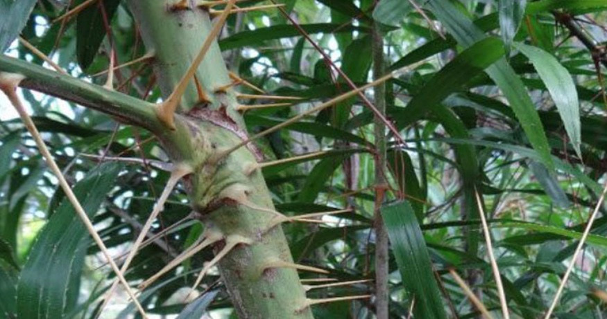 Mây gai là loại cây mọc hoang chằng chịt trong các khu rừng, có dây mọc dài đến vài chục mét. Ảnh: Tretruchuyhoang