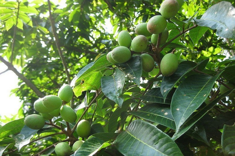 Ngày nay, giống cà na Thái được bán nhiều trên thị trường nhưng cà na đồng vẫn được nhiều người ưa chuộng hơn bởi thịt chắc. Ảnh: Dân Việt