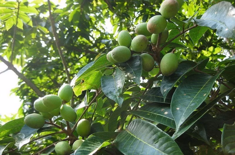 Ngày nay, giống cà na Thái được bán nhiều trên thị trường nhưng cà na đồng vẫn được nhiều người ưa chuộng hơn bởi thịt chắc. Ảnh: Dân Việt