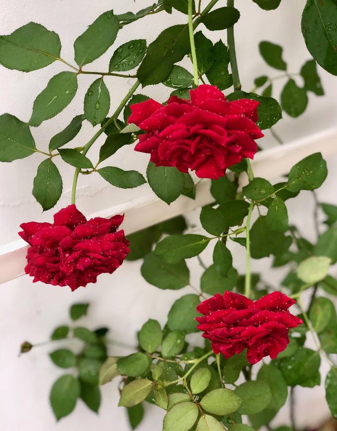 Toàn bộ hơn 100 gốc hồng đều được chị Dạ Thảo trồng bằng phương pháp hữu cơ.