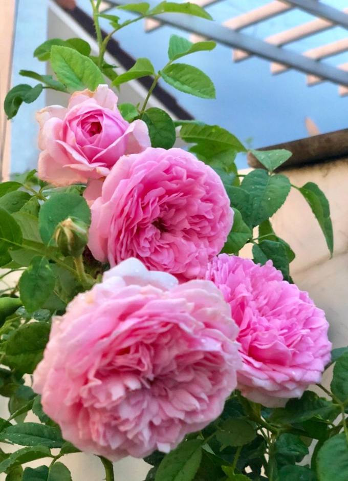 Các loại hồng ngoại nhập từ Anh, Pháp, Nhật Bản đều nở nhiều hoa lớn với cánh dày.