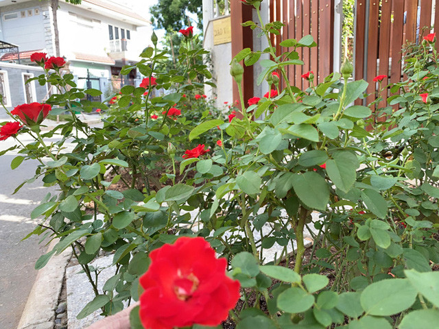 Căn biệt thự là nơi minh chứng tình yêu ngọt ngào của diễn viên Quý Bình dành cho bà xã hơn 7 tuổi. Khắp mọi nơi, anh đều trồng rất nhiều hoa hồng - loài hoa mà vợ anh yêu thích nhất.