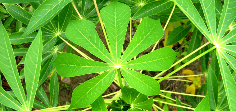 Ngoài ra, lá sắn còn được thu mua để xuất khẩu với giá trên thị trường là 15.000-20.000 đồng/kg cho 100kg. Giá bán lẻ thì có thể lên tới 30.000-50.000 đồng/kg. Ảnh: Internet