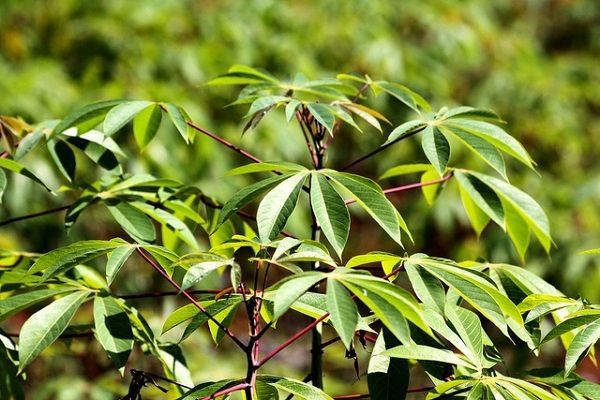 Trước đây, lá sắn có vị chua chua, hơi chát là món ăn chống đói của những gia đình nghèo tại các vùng quê. Ảnh: Internet