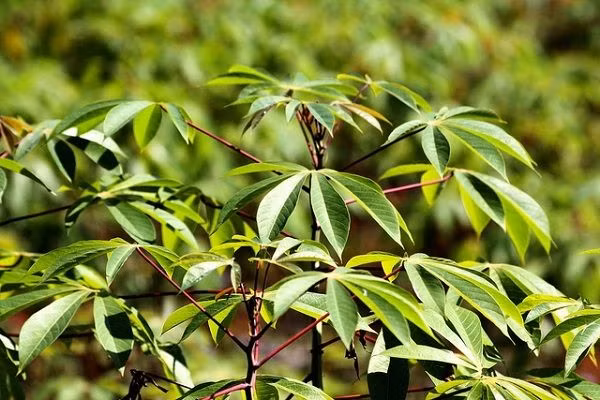 Trước đây, lá sắn có vị chua chua, hơi chát là món ăn chống đói của những gia đình nghèo tại các vùng quê. Ảnh: Internet