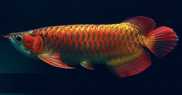 Điều này đã biến con cá thành món hàng xa xỉ phiên bản giới hạn. Những kẻ buôn lậu ở Malaysia tuồn cá rồng châu Á vào Đài Loan và Nhật Bản.