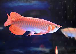 Vì thế, CITIES - một hiệp ước hạn chế buôn bán các loài động vật hoang dã có nguy cơ tuyệt chủng đã phân loại cá rồng châu Á là loài bị đe dọa nhằm cấm buôn bán cá rồng vì mục đích thương mại.