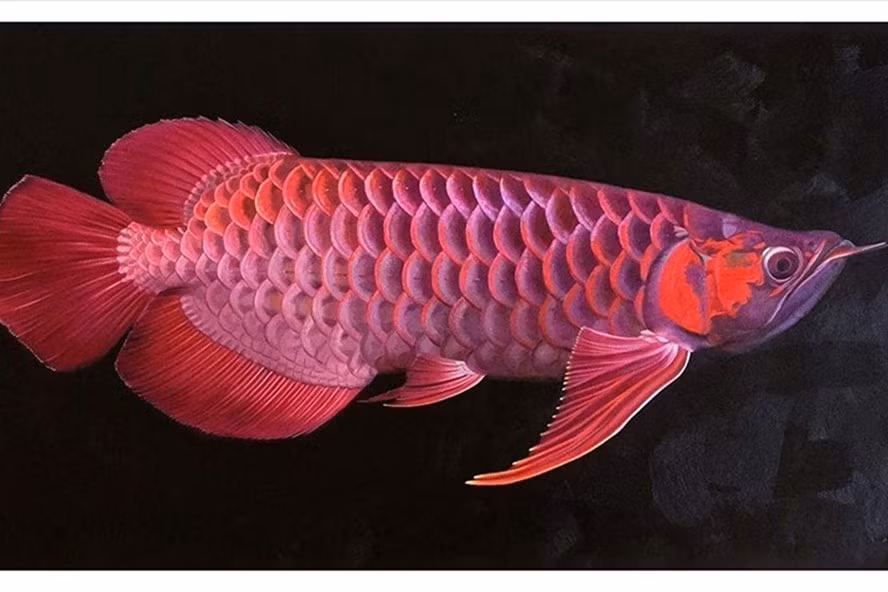 Ít ai biết, trong nhiều thế kỷ, cá rồng châu Á là một món ăn dân dã phổ biến của người Đông Nam Á.