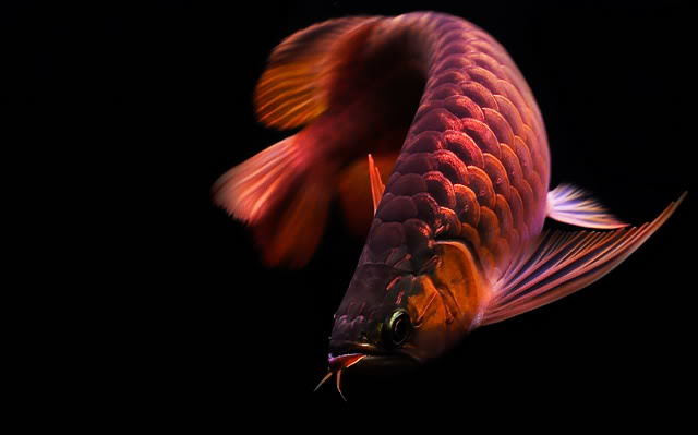 Trong một nỗ lực ngăn chặn hoạt động buôn bán bất hợp pháp này, CITIES cho phép nông dân ở Đông Nam Á nhân giống, thu hoạch và bán cá rồng châu Á một cách hợp pháp.