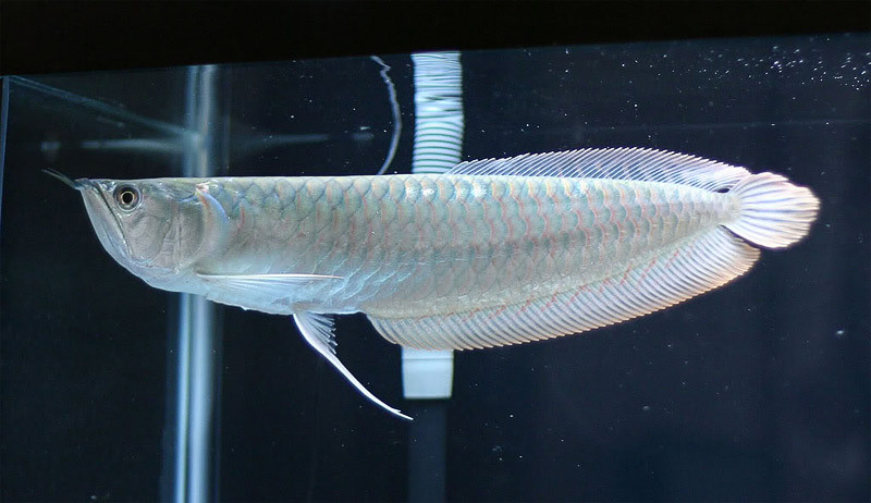 Cá rồng còn được tin là đem đến sự giàu có và thịnh vượng. Để giữ cho cá có tính thẩm mỹ, các chủ sở hữu không ngại chi tiền “phẫu thuật thẩm mỹ” cho chúng.