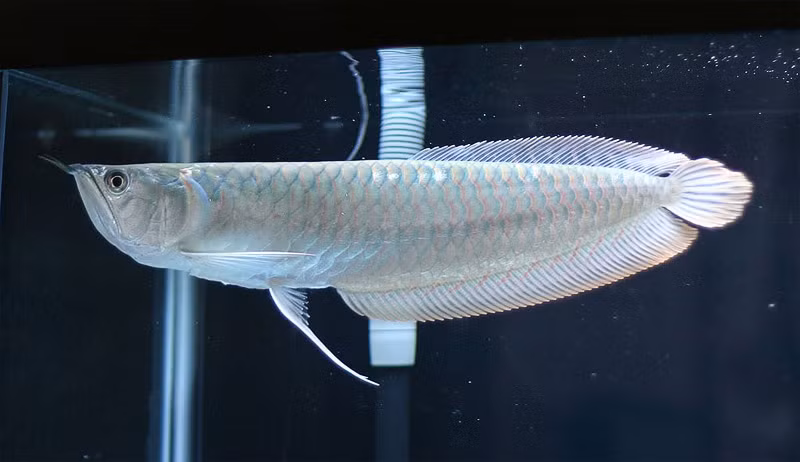 Cá rồng còn được tin là đem đến sự giàu có và thịnh vượng. Để giữ cho cá có tính thẩm mỹ, các chủ sở hữu không ngại chi tiền “phẫu thuật thẩm mỹ” cho chúng.