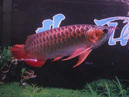 Chúng được đánh giá cao bởi các thành viên băng nhóm Yakuza ở Nhật Bản, các ông trùm kinh doanh ở Trung Quốc và các nhà sưu tập cá ở châu Âu. Một mẫu vật nguyên thủy duy nhất có thể đắt hơn siêu xe Ferrari.