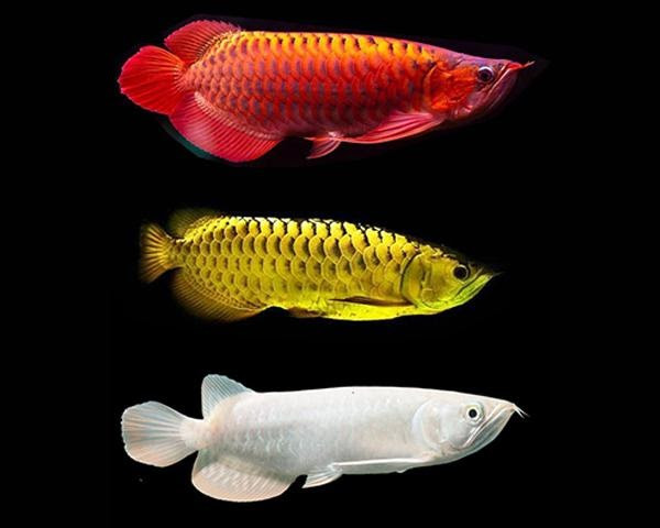 Chi phí nâng mắt (90 đô la), làm cằm (60 đô la) và chỉnh sửa đuôi (60 đô la).