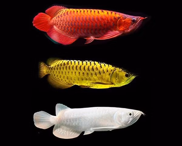 Chi phí nâng mắt (90 đô la), làm cằm (60 đô la) và chỉnh sửa đuôi (60 đô la).