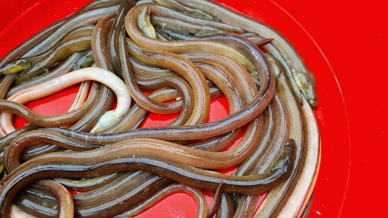 Tại các nhà hàng, cá nhệch có giá từ 500.000 – 600.000/kg, lúc hiếm giá có thể lên tới hơn 1 triệu đồng/kg. Ảnh: Dân Việt