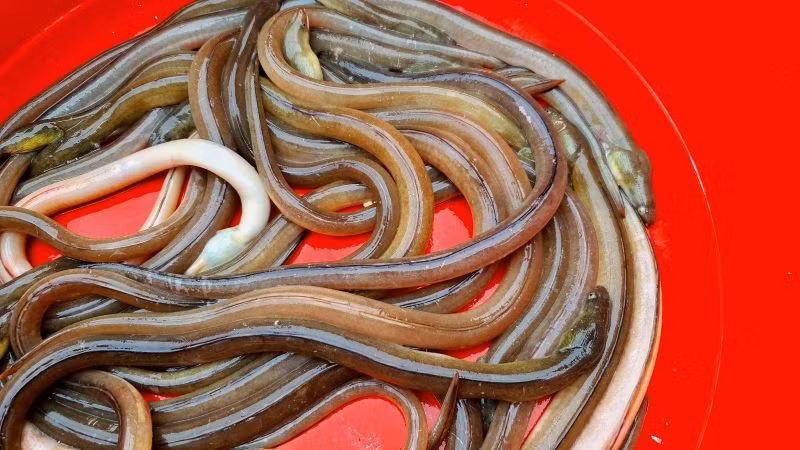 Tại các nhà hàng, cá nhệch có giá từ 500.000 – 600.000/kg, lúc hiếm giá có thể lên tới hơn 1 triệu đồng/kg. Ảnh: Dân Việt