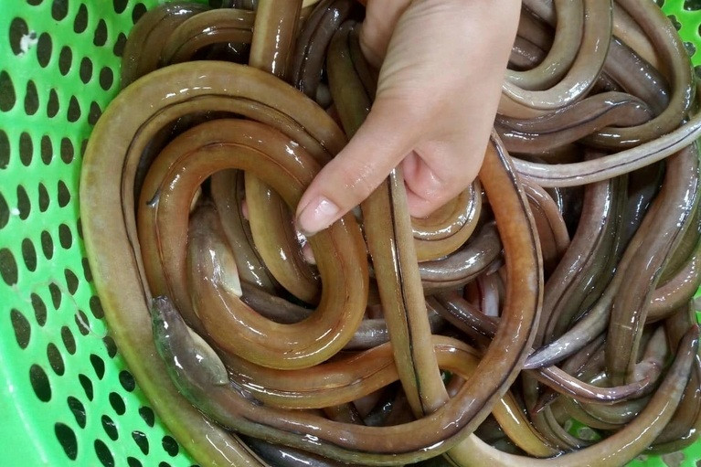 Cá nhệch có hình dáng giống lươn, sống nhiều trong hang, trong bùn ở vùng nước lợ. Cá nhệch nhỏ nặng chừng 3 - 4 lạng, con to nặng 8 lạng đến 1 kg. Ảnh: Dân trí