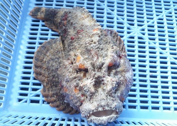 Khác với vẻ ngoài xấu xí, thịt cá mặt quỷ đặc biệt dai và chắc, ngon ngọt rất tự nhiên. Ảnh: 24hSeamart