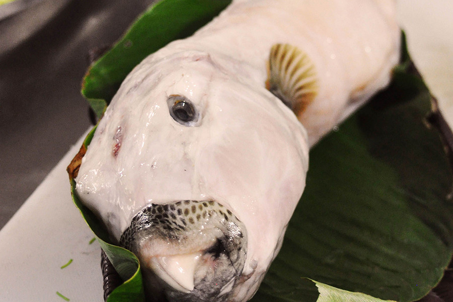 Cá "mỹ nhân ngư" hay còn gọi cá mặt thỏ xuất hiện chủ yếu ở các vùng đảo Phú Quý, Bình Thuận - Lý Sơn, Quảng Ngãi. Loài cá này có ngoại hình dị hợm với phần đầu lớn phình ra so với thân, khối óc to, miệng giống mỏ quạ và có răng dài, sắc nhọn. Ảnh: Anninhthudo