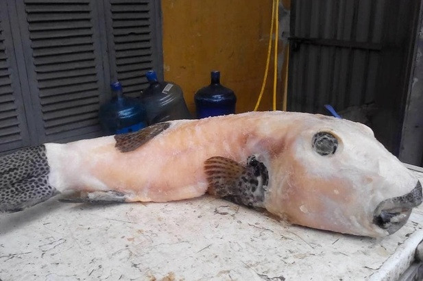 Tuy nhiên, không phải ai cũng có thể tự chế biến thành món ăn vì trên cơ thể cá mặt thỏ có rất nhiều chất độc đến mức được xếp vào danh sách 1 trong 8 loài cá độc nhất Việt Nam. Ảnh: Pháp luật &amp; bạn đọc