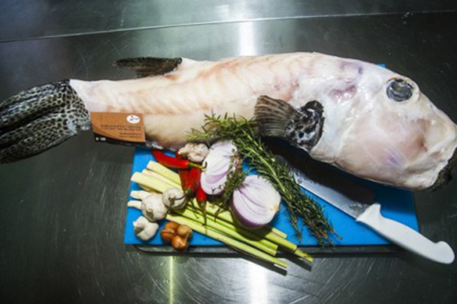 Cá mặt thỏ thường có giá rất cao từ 400.000 đến cả triệu đồng/kg vì khó đánh bắt và giá trị dinh dưỡng cao. Ảnh: Facebook