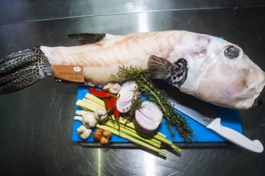 Cá mặt thỏ thường có giá rất cao từ 400.000 đến cả triệu đồng/kg vì khó đánh bắt và giá trị dinh dưỡng cao. Ảnh: Facebook