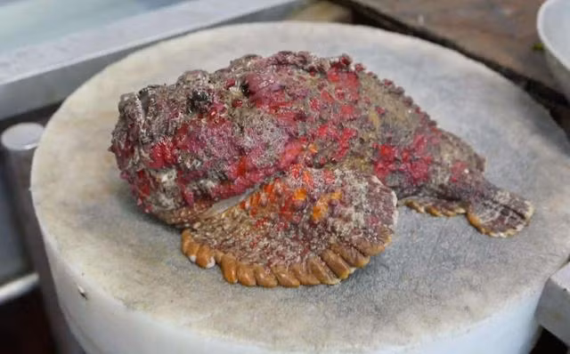 Tại Việt Nam, từ năm 2018, cá mặt quỷ đã có mức giá gần chục triệu đồng/con tại một số nhà hàng. Ảnh: Vietnamnet