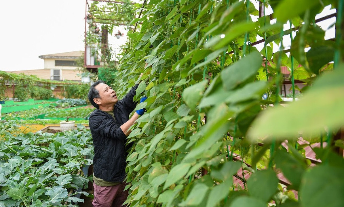 Mùa hè, anh trồng dưa lưới, dưa chuột, rau đay, bầu bí, mùng tơi, mướp. Ảnh: Dân trí