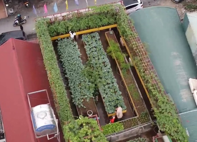 Khu vườn sân thượng rộng 130m2, có hàng chục loại rau, củ, quả theo mùa như súp lơ, bắp cải, cà chua, su hào...Ảnh chụp màn hình