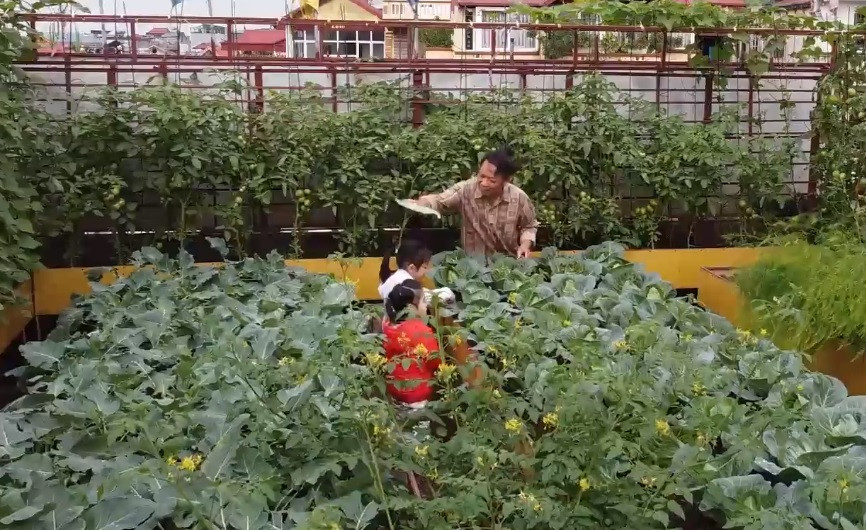 Ngoài cung cấp thực phẩm cho gia đình, khu vườn trên sân thượng còn là không gian cho con trẻ trải nghiệm. Ảnh chụp màn hình