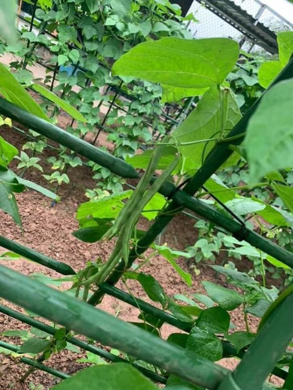 Đậu cô ve trĩu quả và xanh mơn mởn.