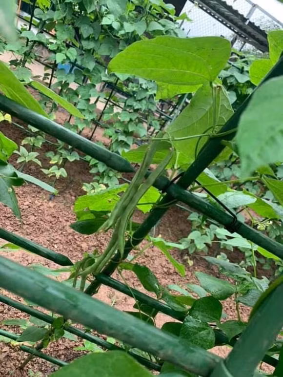 Đậu cô ve trĩu quả và xanh mơn mởn.