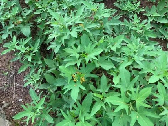 Các loại rau trong vườn tốt um.