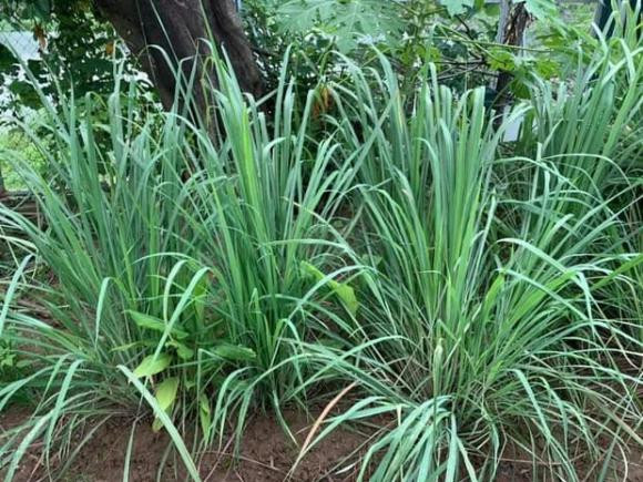 Trong khu vườn, Hoa hậu Nguyễn Thị Huyền rất chú trọng đến việc cải tạo đất