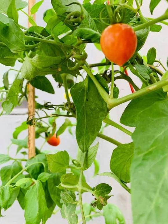 Cà chua chín đỏ.