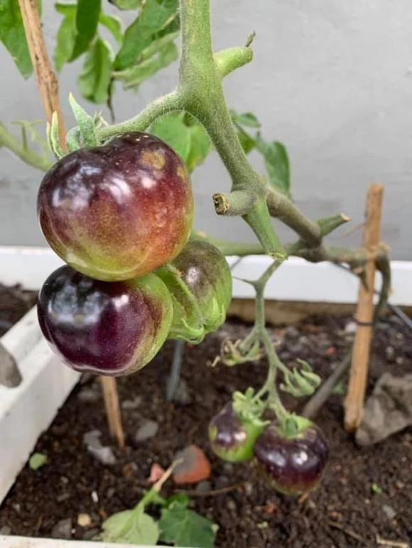 Cà tím sai trĩu cành.