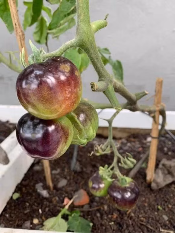 Cà tím sai trĩu cành.