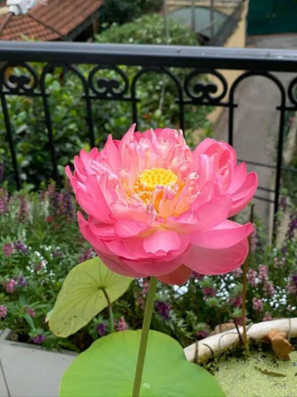 Hoa sen bung nở rực rỡ trong nắng hè.