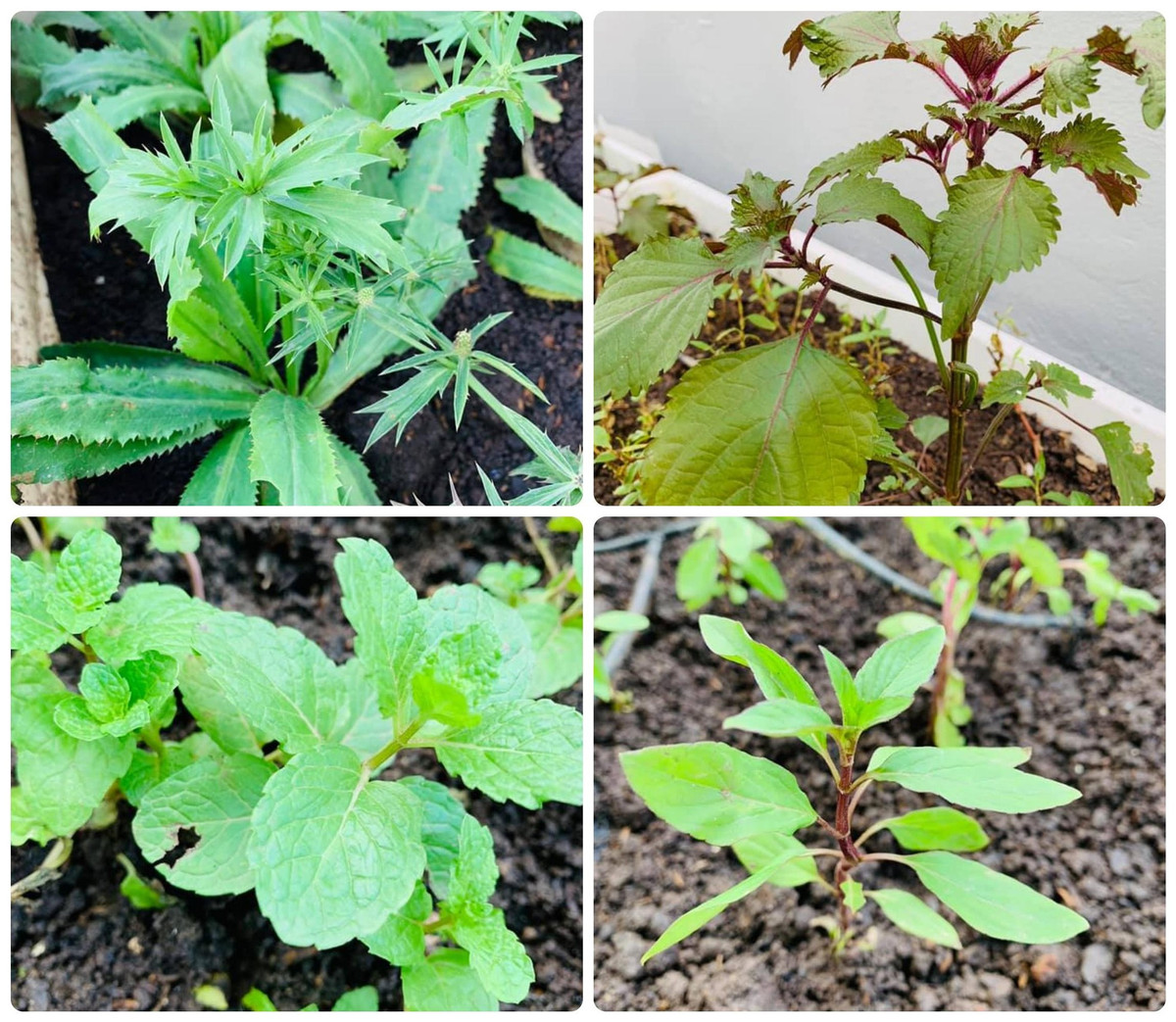 Gia đình Hoa hậu Nguyễn Thị Huyền đang sống trong căn biệt thự rộng rãi ở Hà Nội. Nàng Hậu tận dụng các khoảng đất trống để trồng cây, hoa, rau sạch xung quanh nhà và sân thượng.