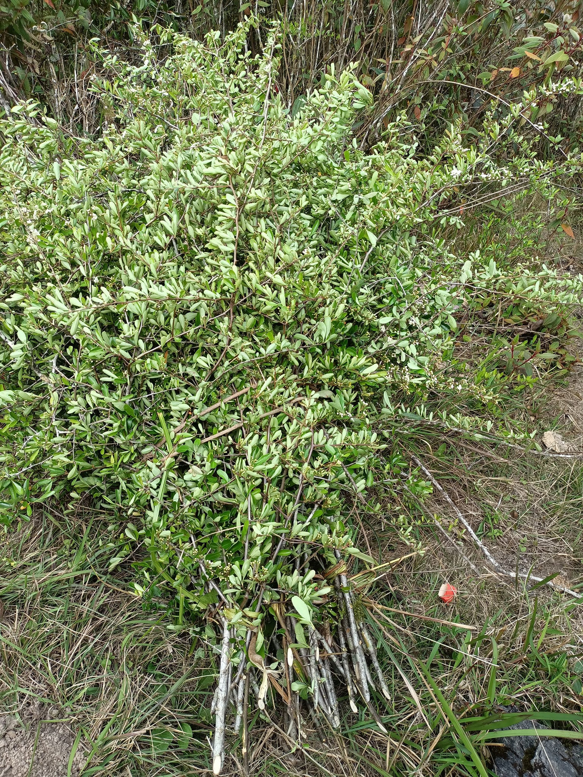 Tao gai doc la gan nua trieu/binh, chi em dua nhau lung mua cam choi-Hinh-3