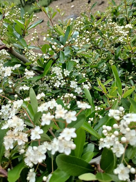 Tao gai doc la gan nua trieu/binh, chi em dua nhau lung mua cam choi-Hinh-2