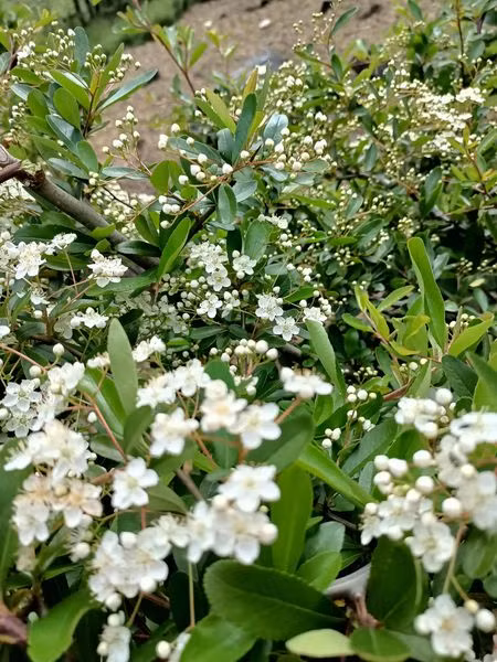 Tao gai doc la gan nua trieu/binh, chi em dua nhau lung mua cam choi-Hinh-2