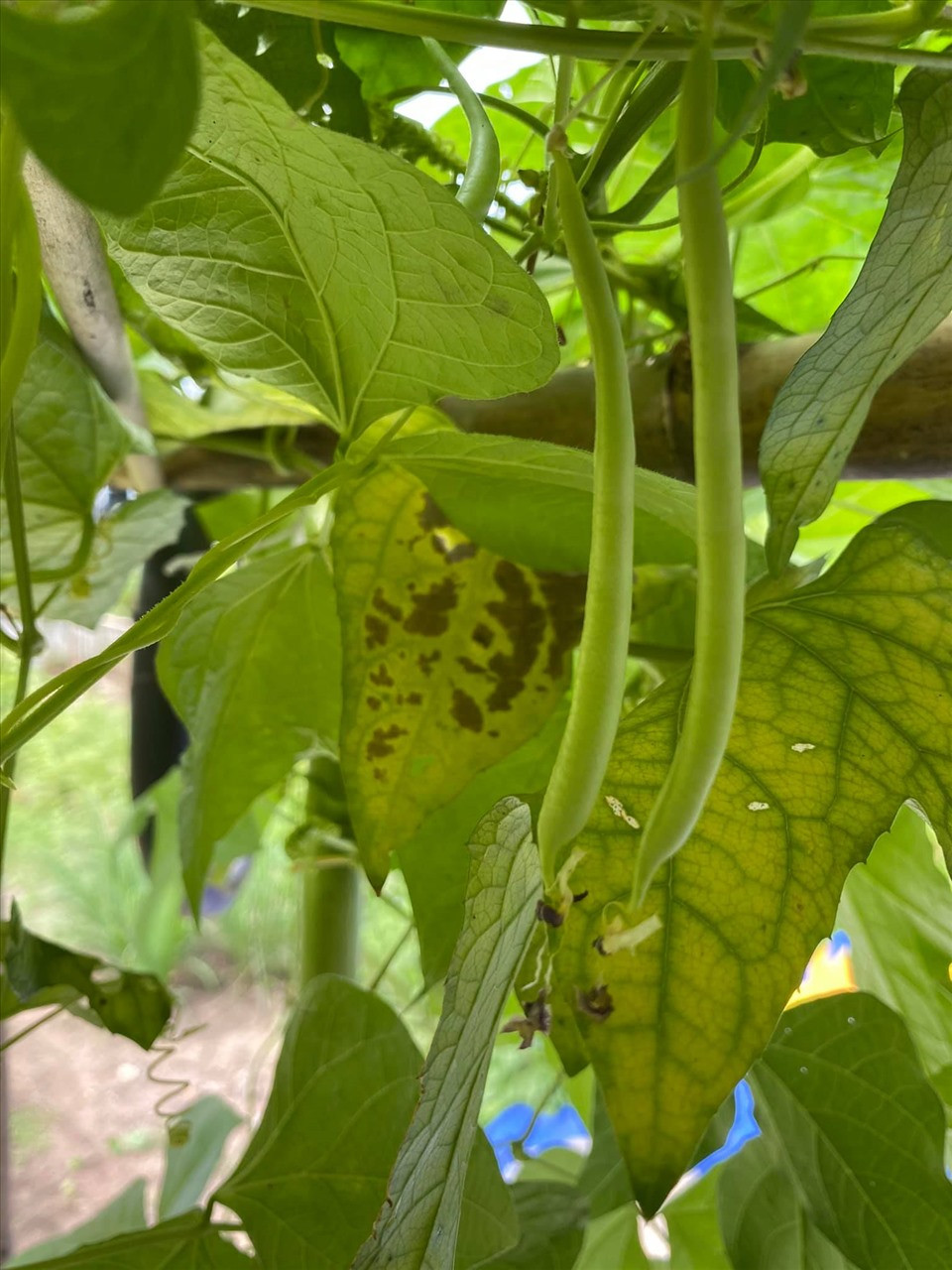 Ngoài hoa, trong khu vườn không thiếu những loại rau củ xanh. Ảnh: FBNV