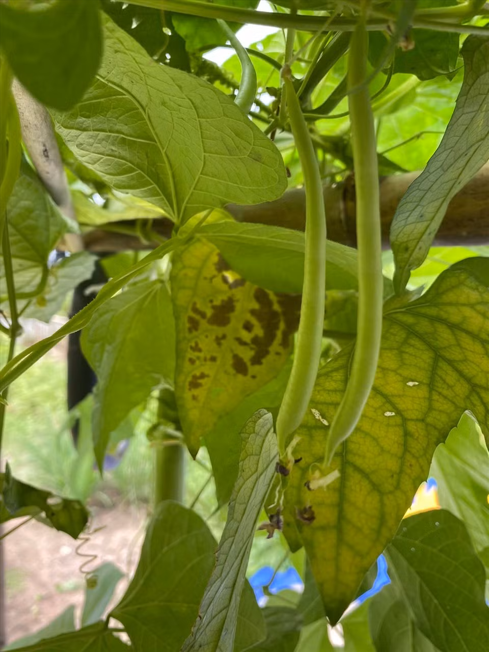 Ngoài hoa, trong khu vườn không thiếu những loại rau củ xanh. Ảnh: FBNV