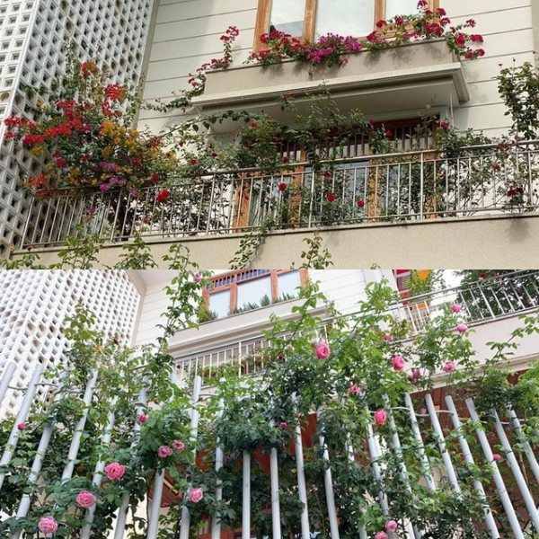 Hoa hồng leo khắp tường rào và các tầng. Ảnh: FB Quý Bình Lê